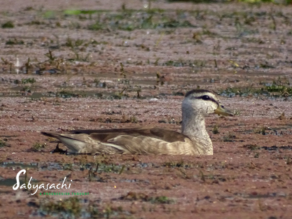 Cotton pygmy goose female
