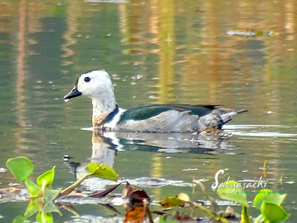 Cotton pygmy goose male