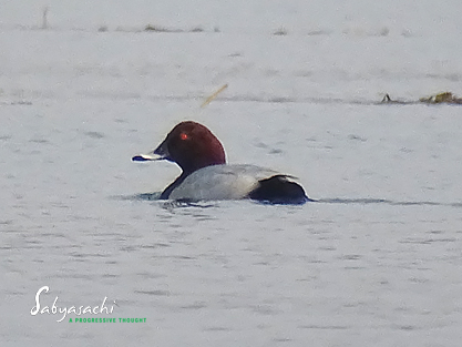 Common pochard male