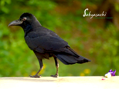 Large-billed crow