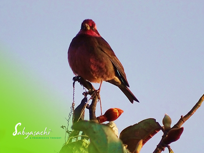 Dark-breasted rosefinch male