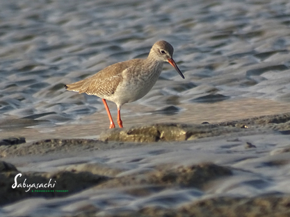 Common Redshank