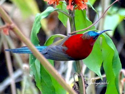 Crimson sunbird male