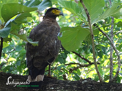 Crested serpent eagle