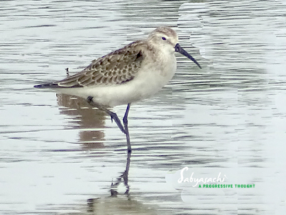 Curlew sandpiper Non Breeding