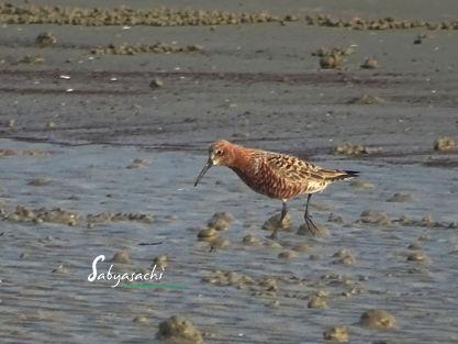 Curlew sandpiper