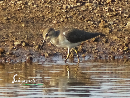 Common Sandpiper