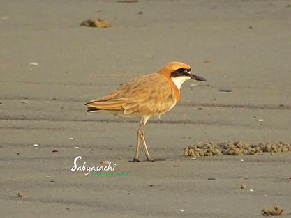 Greater sand plover-Breeding Male