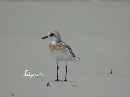 Lesser sand plover