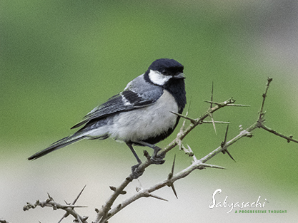Cinereous Tit
