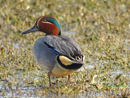 Eurasian teal male