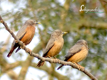 Chestnut-tailed starling