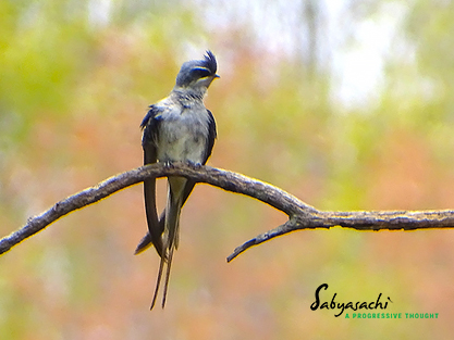 Crested treeswift female