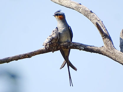 Crested treeswift male
