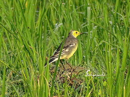 Citrine Wagtail male