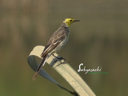 Citrine wagtail female