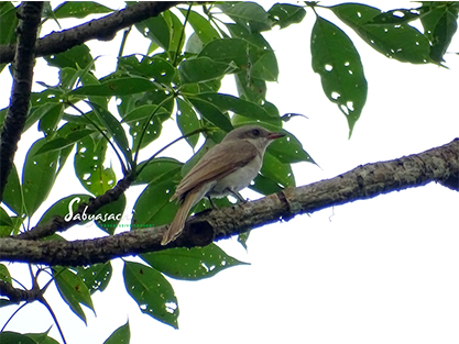 Common wood shrike
