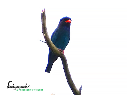 Dollarbird