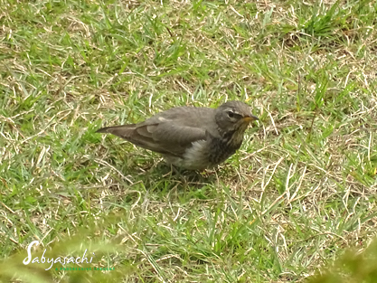 Black-throated thrush