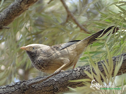 Yellow-billed babbler