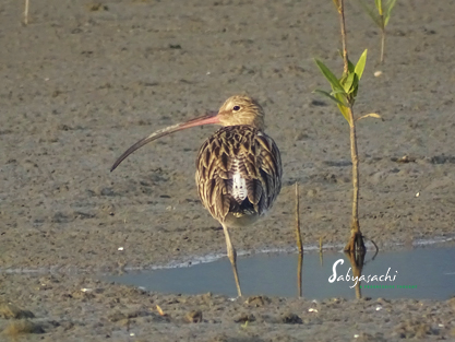Eurasian curlew