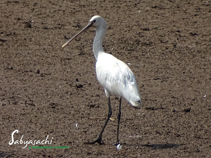 Eurasian spoonbill