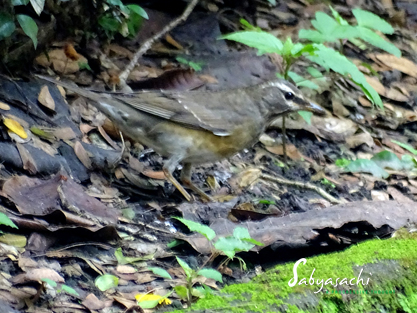 Eyebrowed thrush
