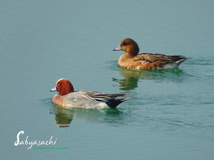 Eurasian wigeon pair