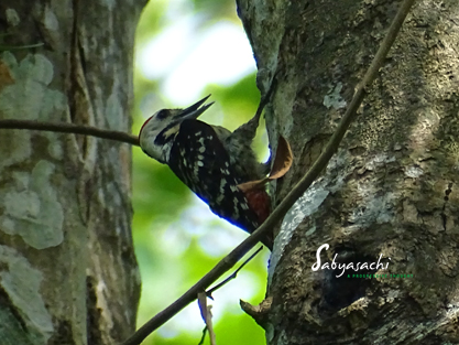 Fulvous-breasted Woodpecker male
