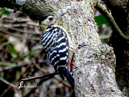 Fulvous-breasted Woodpecker female