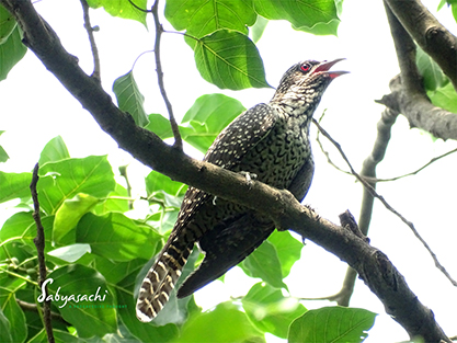Asian koel female