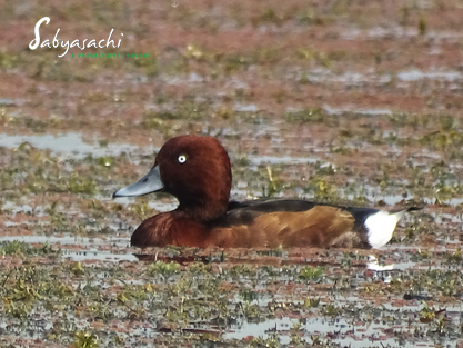 Ferruginous duck