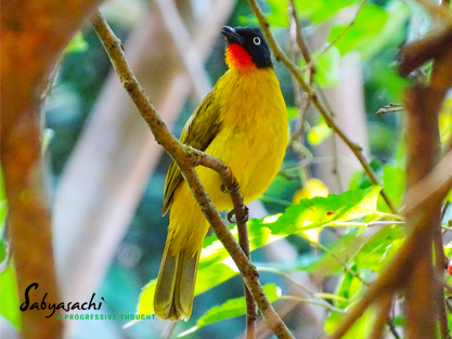 Flame-throated bulbul