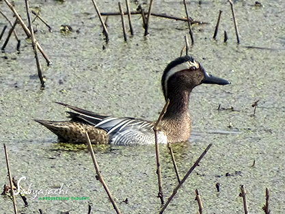 Garganey