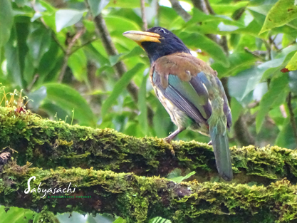 Great barbet