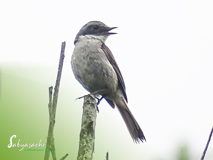 Grey bushchat female