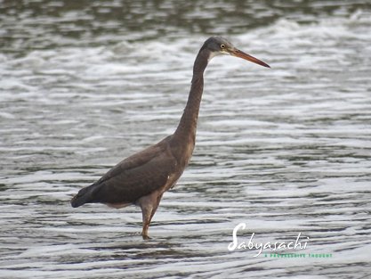 Western reef heron