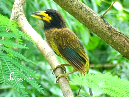 Great barbet juv