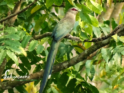Green-billed malkoha