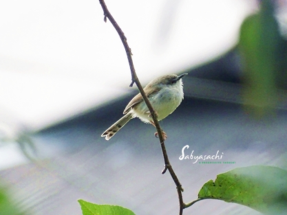 Grey-breasted Prinia