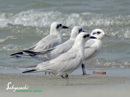 Gull-billed tern Non breeding adult