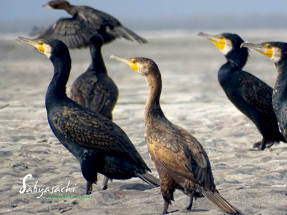 Great cormorant
