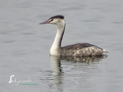 Great crested grebe female