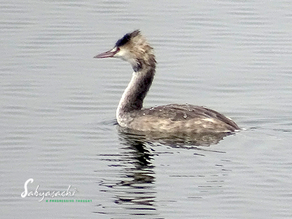 Great crested grebe male
