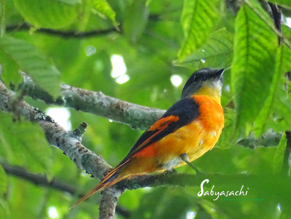 Grey-chinned minivet male