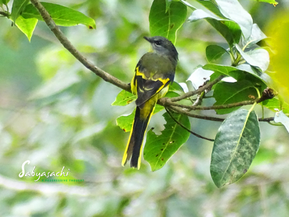 Grey-chinned minivet female