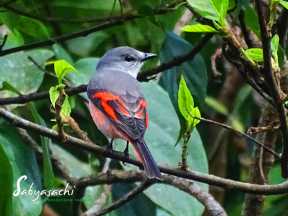 Rosy minivet male