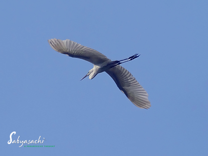 Great Egret