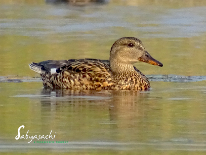 Gadwall female