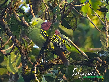 Grey-fronted green pigeon Male